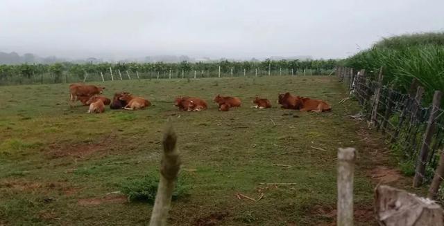 老挝农业发展前景，养殖业畜牧业发展前景？肉牛发展前景？