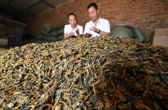 别被电视节目忽悠了！解决掉这五个问题，做特种养殖才有钱赚！