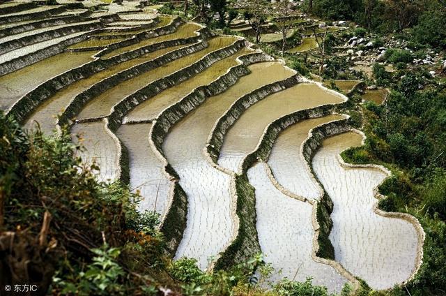 防治鳝鱼病，对症下药讲方法，才能药到病除