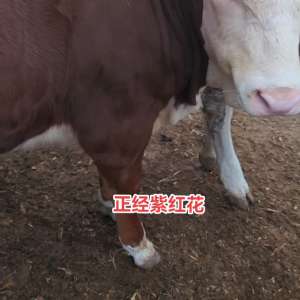 莱州肉牛养殖场(肥牛价格趋于稳定，低入高出的一个机会，现在淡季加低谷，)