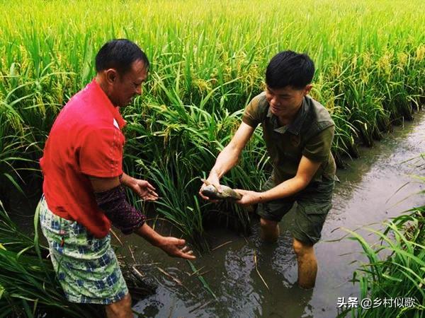 水稻田里能养鱼吗？养什么鱼和选择什么水稻品种最好呢？