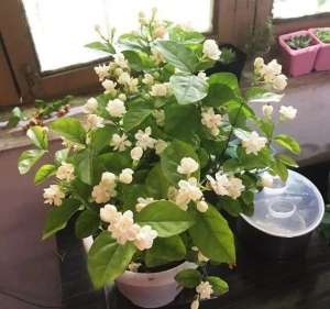 茉莉养殖注意事项(养茉莉，记住5点“疯狂”，一年开5茬，花开爆盆不是事)