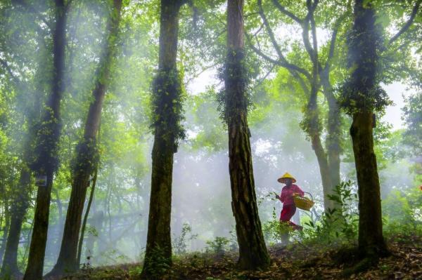 荒山变金山，种在树上的铁皮石斛成了乡村振兴新砝码