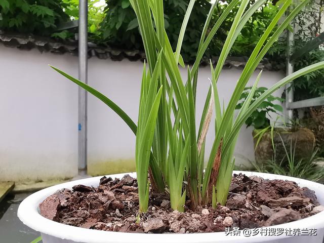 新手种植兰花要知道，兰花施肥6禁忌不要犯，核心技巧其实很简单