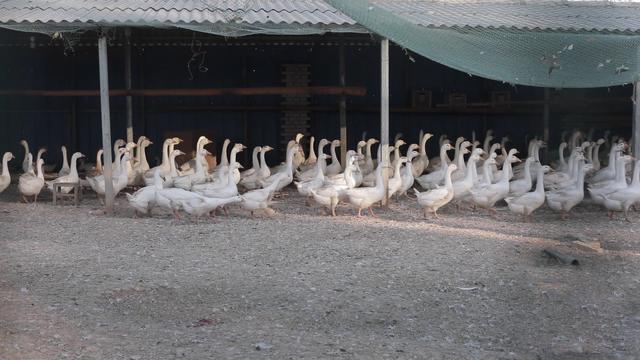 肉鹅各阶段饲料该如何配比，看完这篇，你就明白了