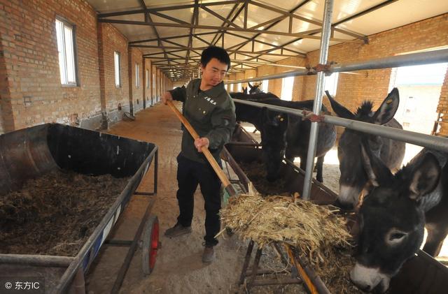 扶贫好项目，这样养一头驴相当于农民多种二亩地，成本低，好养活