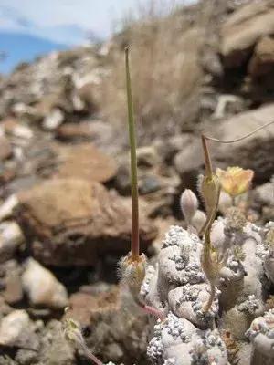 生长在陆地上的珊瑚｜梦幻神奇的多肉植物——月界