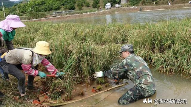 水上种稻 水里养鱼 西双版纳州首个“稻鱼共生”示范基地水稻种植成功