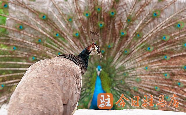 蓝孔雀“开屏季”来了 错过要再等一年