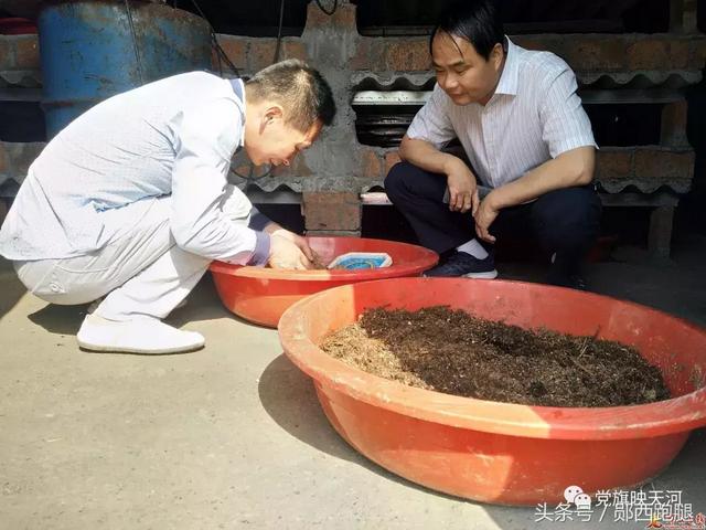 郧西河夹：“一村多”学成归来养虫子市场前景广阔