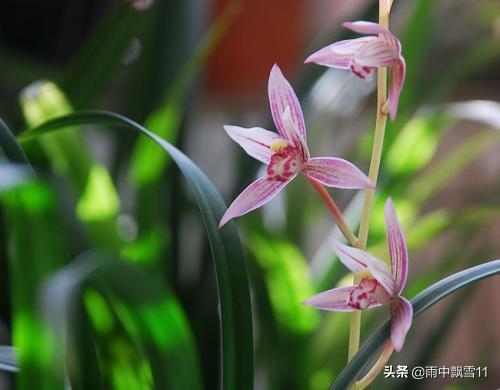 阳台养兰之我见：做好这几点，兰花芽多长势旺，阳台也能养好兰