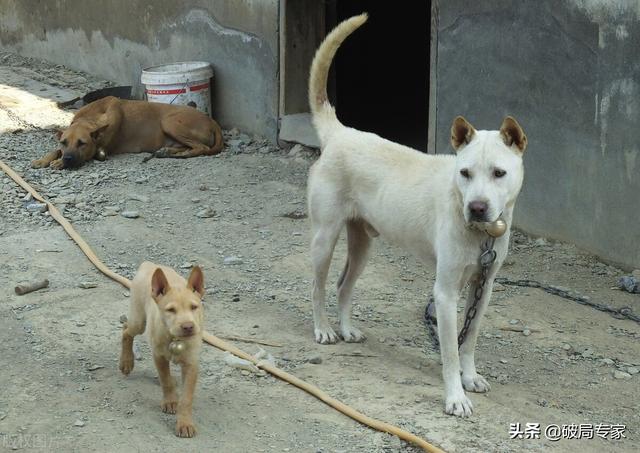 怎么养殖本地土狗赚钱