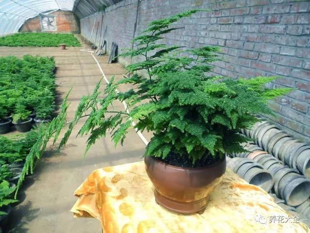 养花30年老花农教你3招，把绿萝吊兰养成瀑布！