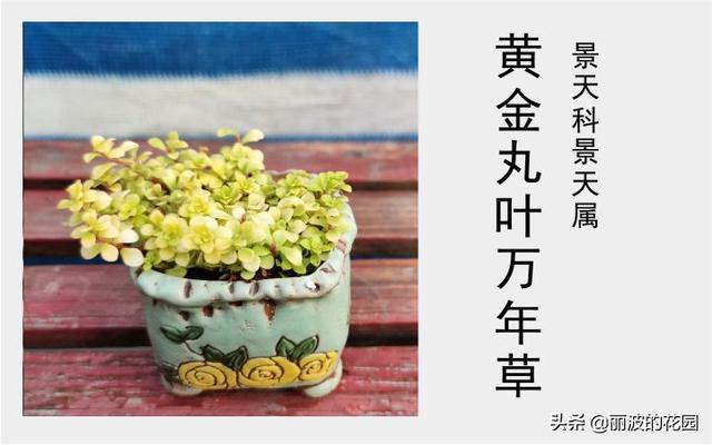 「青叶丸叶万年草」茎匍匐生长叶绿色叶片圆卵形对生原始种