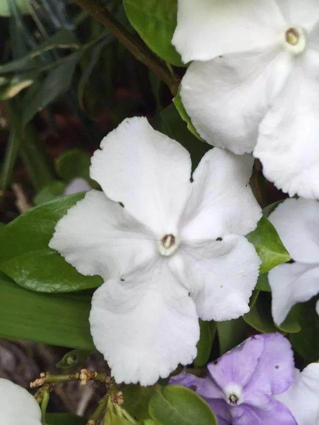 盆栽鸳鸯茉莉养护指南，避免黄叶和不开花，做好几点就足够