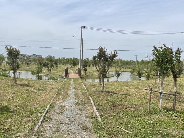 养蟾蜍，种绣球……上海这座原生态小岛上，乡村“新经济”如火如荼