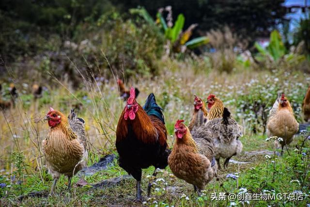 在山林里养5千只土鸡，需要投资多少钱？一年能有多大的利润？