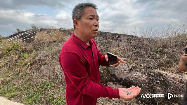 石头山种出“茶中新贵”！惠州岩茶让山区村民走上致富之路