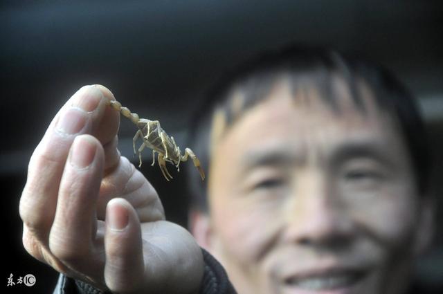 别被电视节目忽悠了！解决掉这五个问题，做特种养殖才有钱赚！