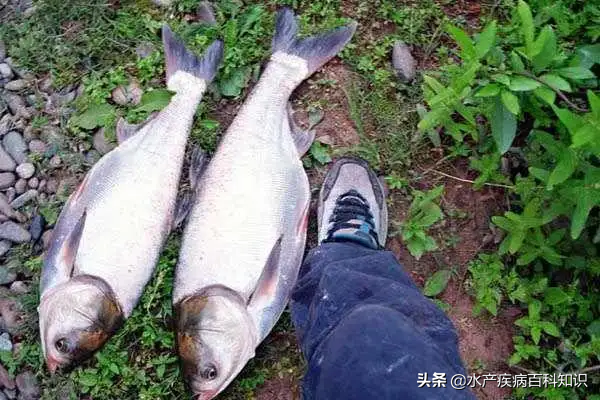 重头戏！！接下来的6到10月份这样做可以让花白鲢飞速生长