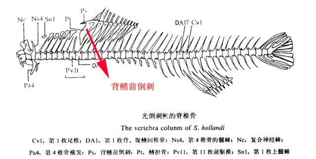 「特种养殖」青波鱼：与军鱼极其相似，养殖潜力大，您见过吗？