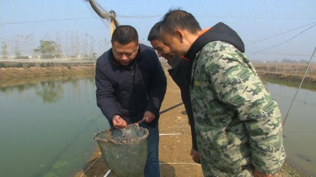 创富新发现：体质强健生长快，台湾泥鳅效益红火