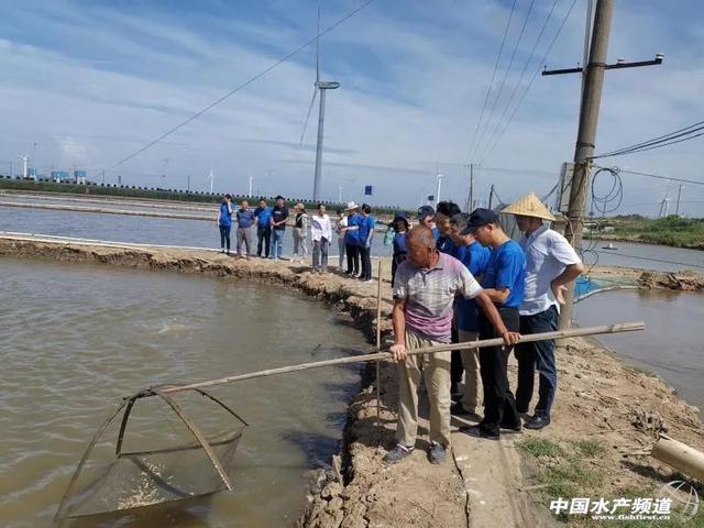 工厂化、循环水……更多新“玩”法！养虾产值超200亿元的江苏焕发新活力