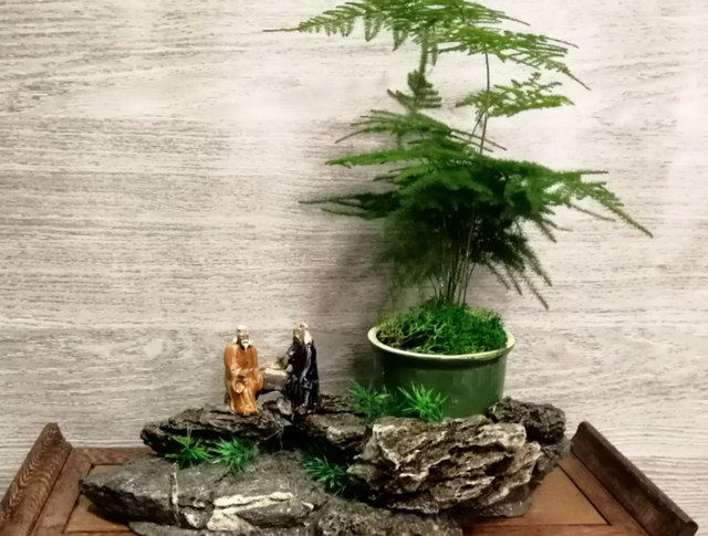 喜欢种植竹子，不用愁没院子，将这3样盆栽，轻松打造出雅致盆景