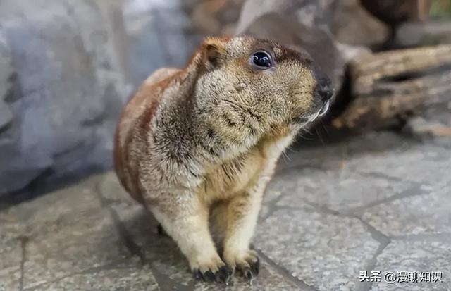 美洲旱獭感染实验饲养管理有哪些？关于它的实验技术探讨