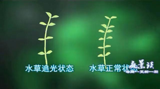 常见水草指南（2）——绿宫廷