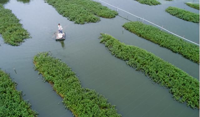 池塘用什么料肥水好？池塘肥水的最佳方法？这篇文章来教你