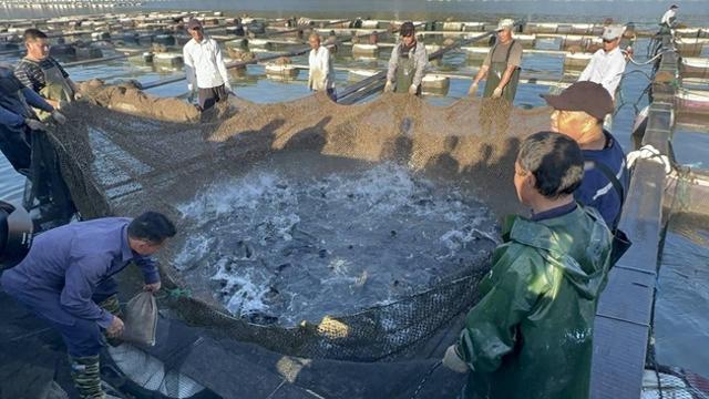 台州鲜活海鲈鱼，“游”上韩国人餐桌