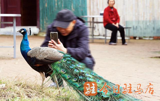 蓝孔雀“开屏季”来了 错过要再等一年