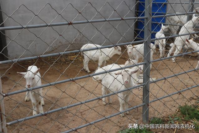 千阳县莎能奶山羊“借羊还羊”模式带动产业发展