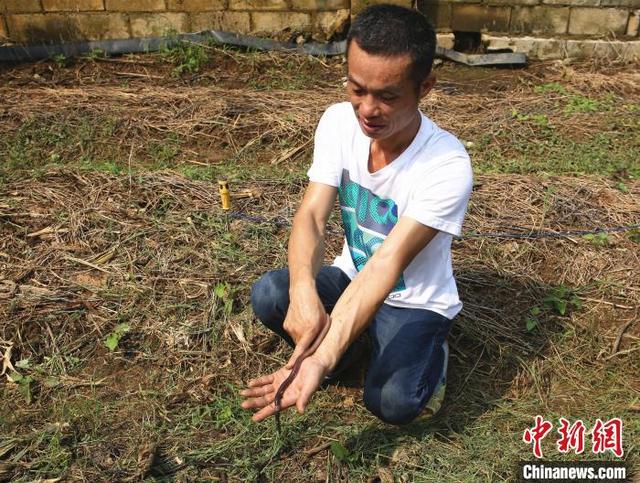 广西柳州农民变废为“宝”吃上“生态饭”构建生态循环养殖