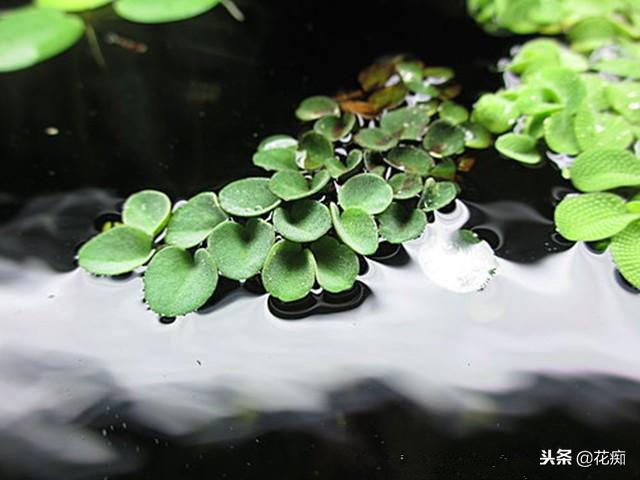 这种浮萍，好看又好养，有水就疯长，放鱼缸中还吸收亚硝酸盐！