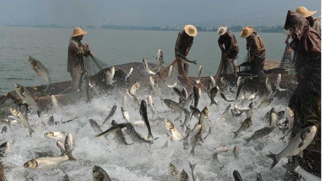 鲢鱼经济效益不错，掌握养殖鲢鱼的技巧，养出肥美大鲢鱼