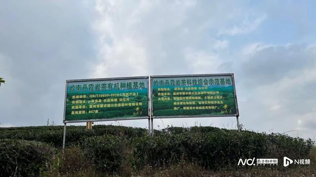 石头山种出“茶中新贵”！惠州岩茶让山区村民走上致富之路