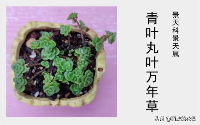 「青叶丸叶万年草」茎匍匐生长叶绿色叶片圆卵形对生原始种