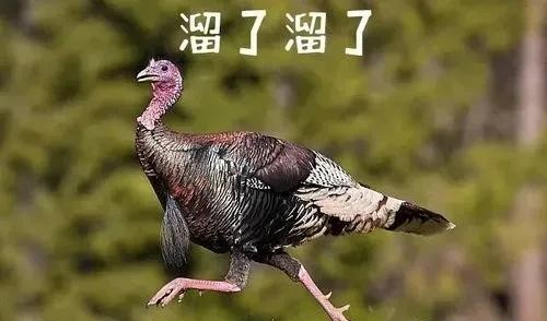 20张罕见生物照：髯鹫会‘‘化妆’’吗？