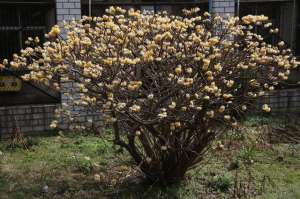 结香花养殖(结香花是怎么养成的？学会几个小妙招， 锦簇花球永结香)