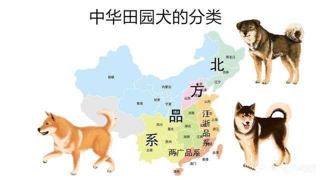 繁育和推广国产犬种，我的思路是这样的，这么做或许是个好办法