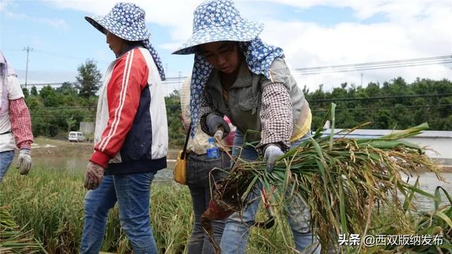 水上种稻 水里养鱼 西双版纳州首个“稻鱼共生”示范基地水稻种植成功