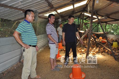 饲养土鸡求发展 带动乡亲共致富