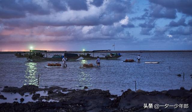 傍晚赶海，“巧遇”渔民海里放海螺，原来海螺是这样养殖的