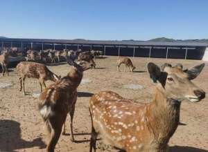 最近的养殖梅花鹿基地(铁岭：存栏近6000只，全国最大梅花鹿产业园初长成)