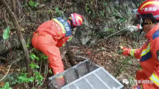 广西百色蟒蛇出没！被发现时已咬死村民家中一只山羊