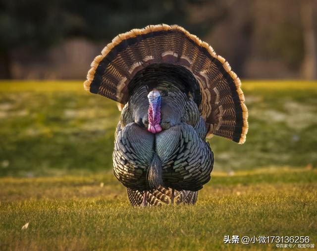 火鸡的养殖方法和注意事项，火鸡其肉质鲜美、营养丰富