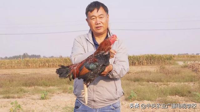 【田间示范秀】从擂台走向餐桌的斗鸡