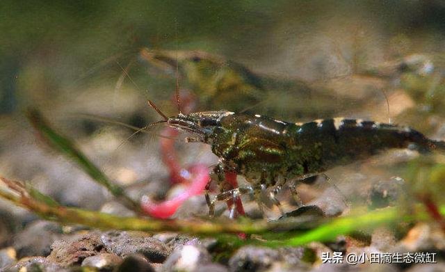 鱼缸除藻能手，黑壳虾还有多少秘密你不知道？